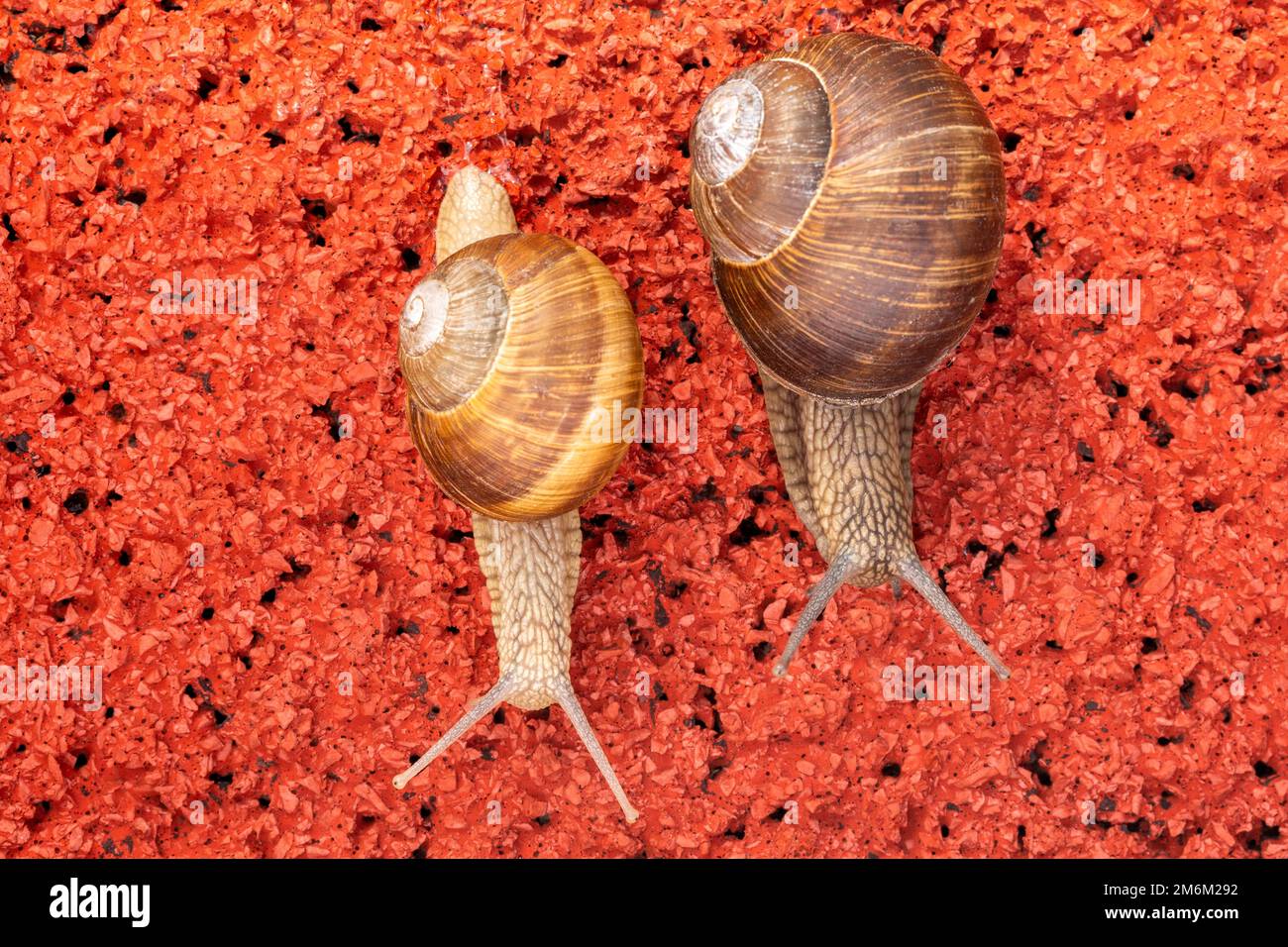 Effort d'escargot sur piste en caoutchouc rouge Banque D'Images