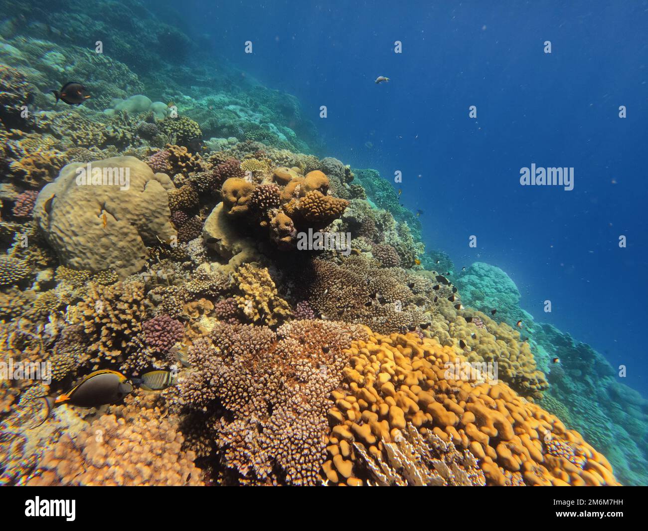 Jardin de récif de corail en mer rouge, Marsa Alam Egypte Banque D'Images