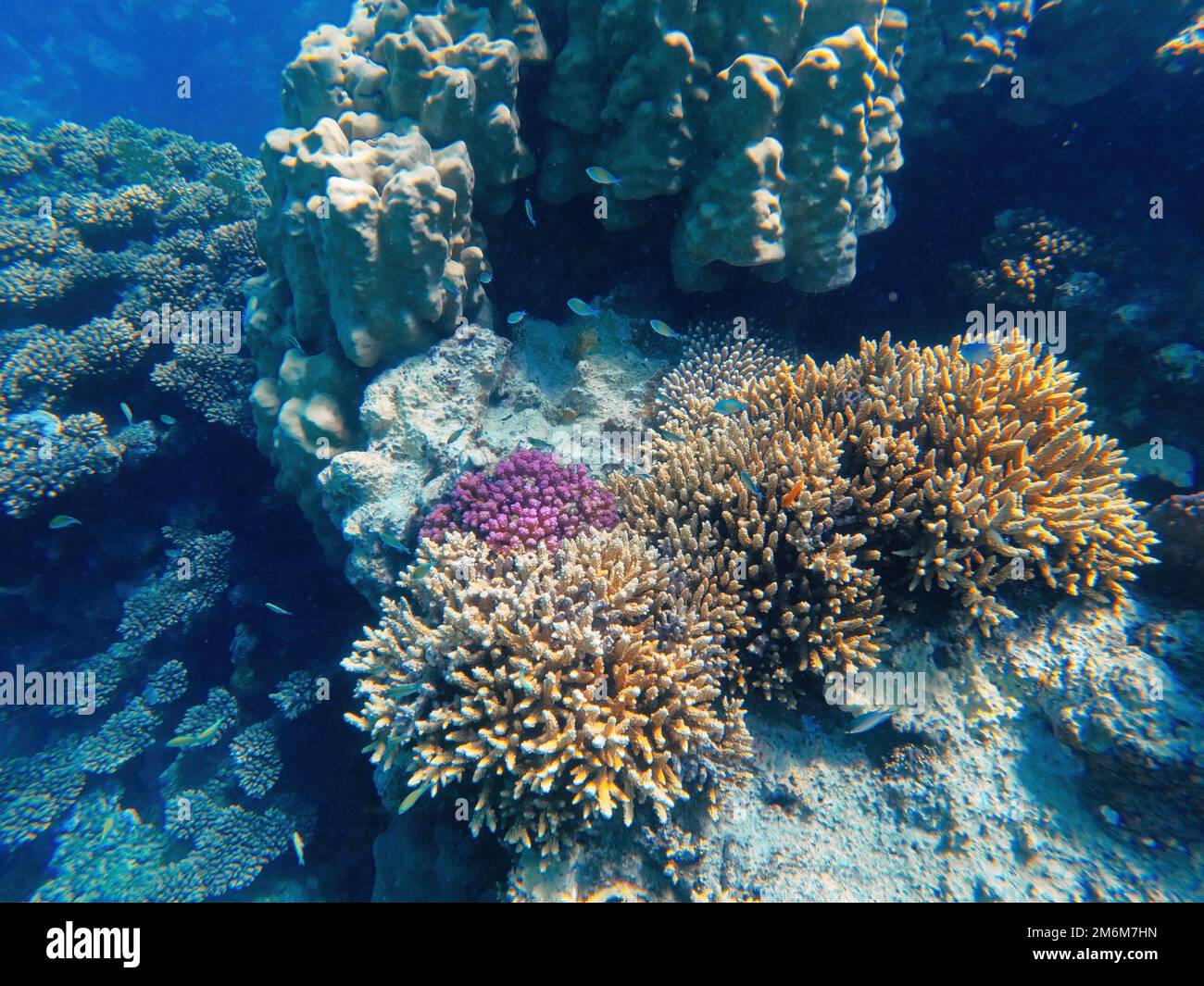 Jardin de récif de corail en mer rouge, Marsa Alam Egypte Banque D'Images