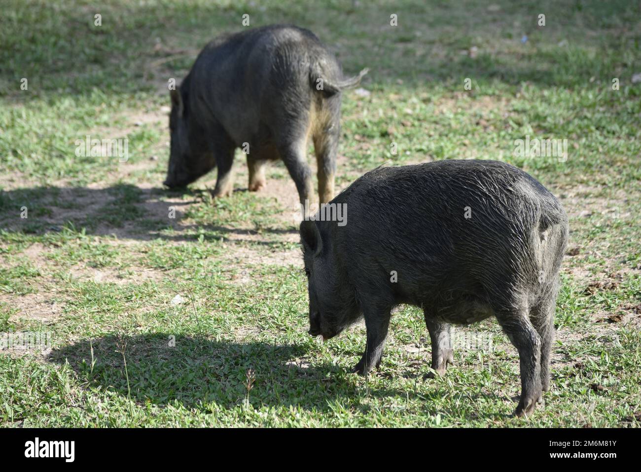 Les porcs mangent Banque D'Images