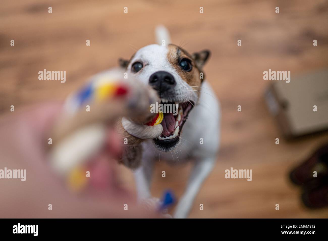 Mise au point sélective d'un chien qui saute vers la corde Banque D'Images
