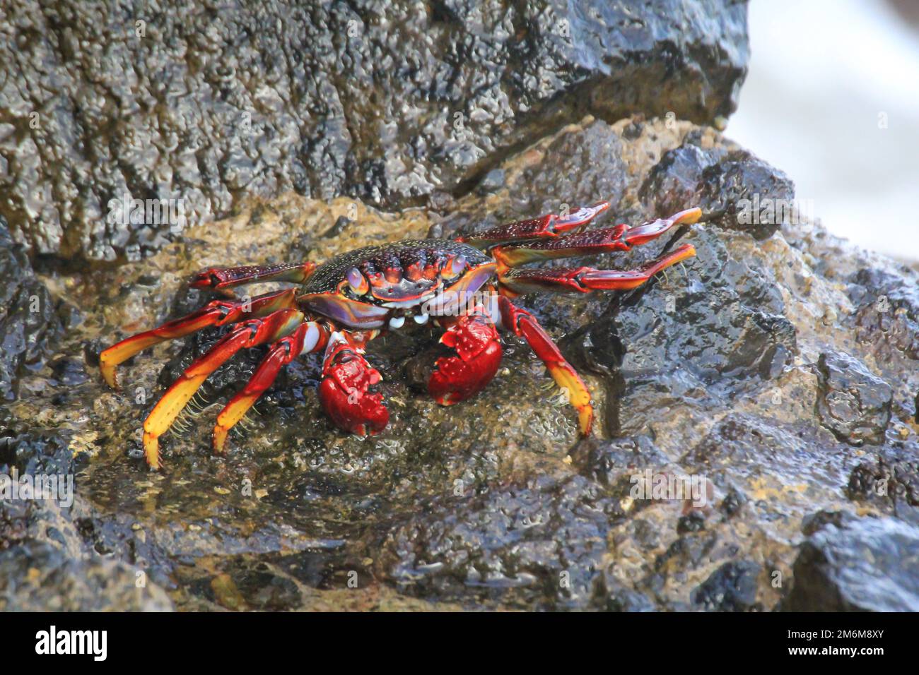 Un crabe rouge sur une falaise ou un crabe rouge sur une roche au bord de la mer. Banque D'Images