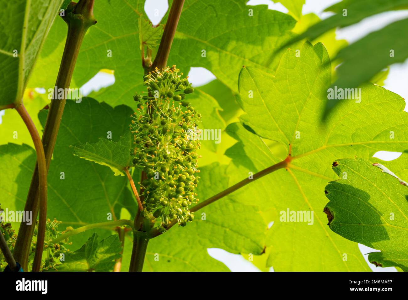 Floraison raisin vigne floraison en été. Banque D'Images