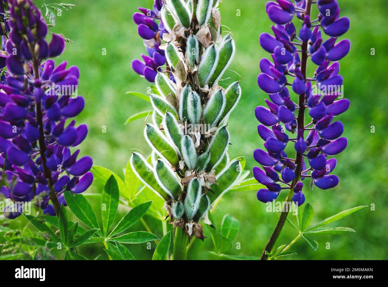 Plante de Lupin avec des gousses et des fleurs, Lupinus polyphyllus dans le jardin d'été près Banque D'Images