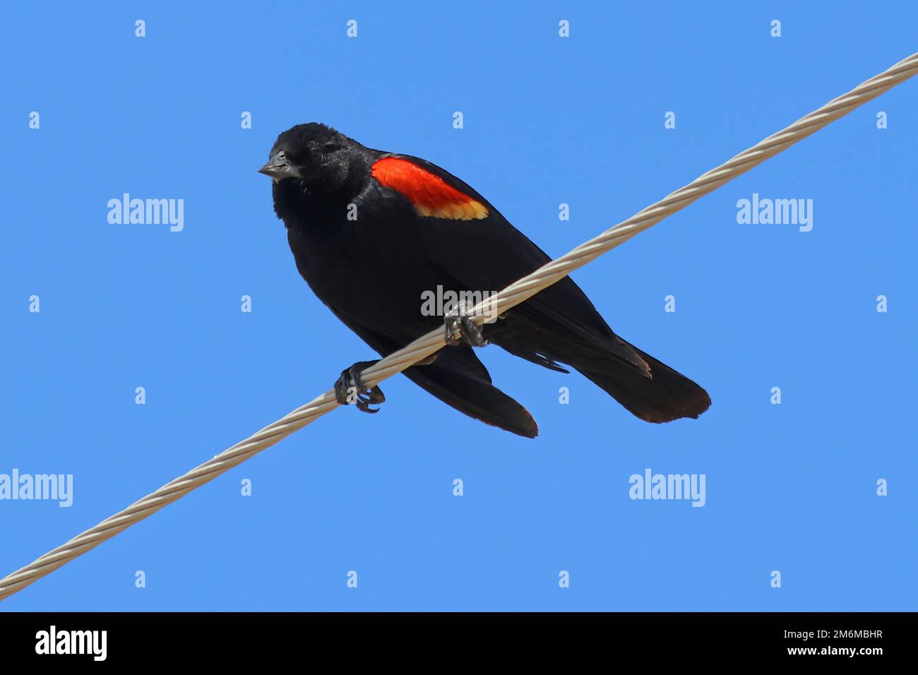 Red-winged Blackbird Agelaius phoeniceus Banque D'Images