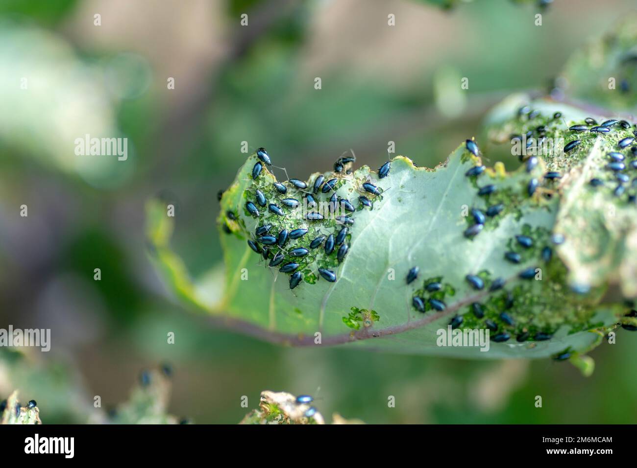 Le coléoptère des puces de chou (Phyllotreta cruciferae) ou le coléoptère des puces de crucifère. Feuilles endommagées de chou-rave pourpre (allemand ou chou-rave Banque D'Images