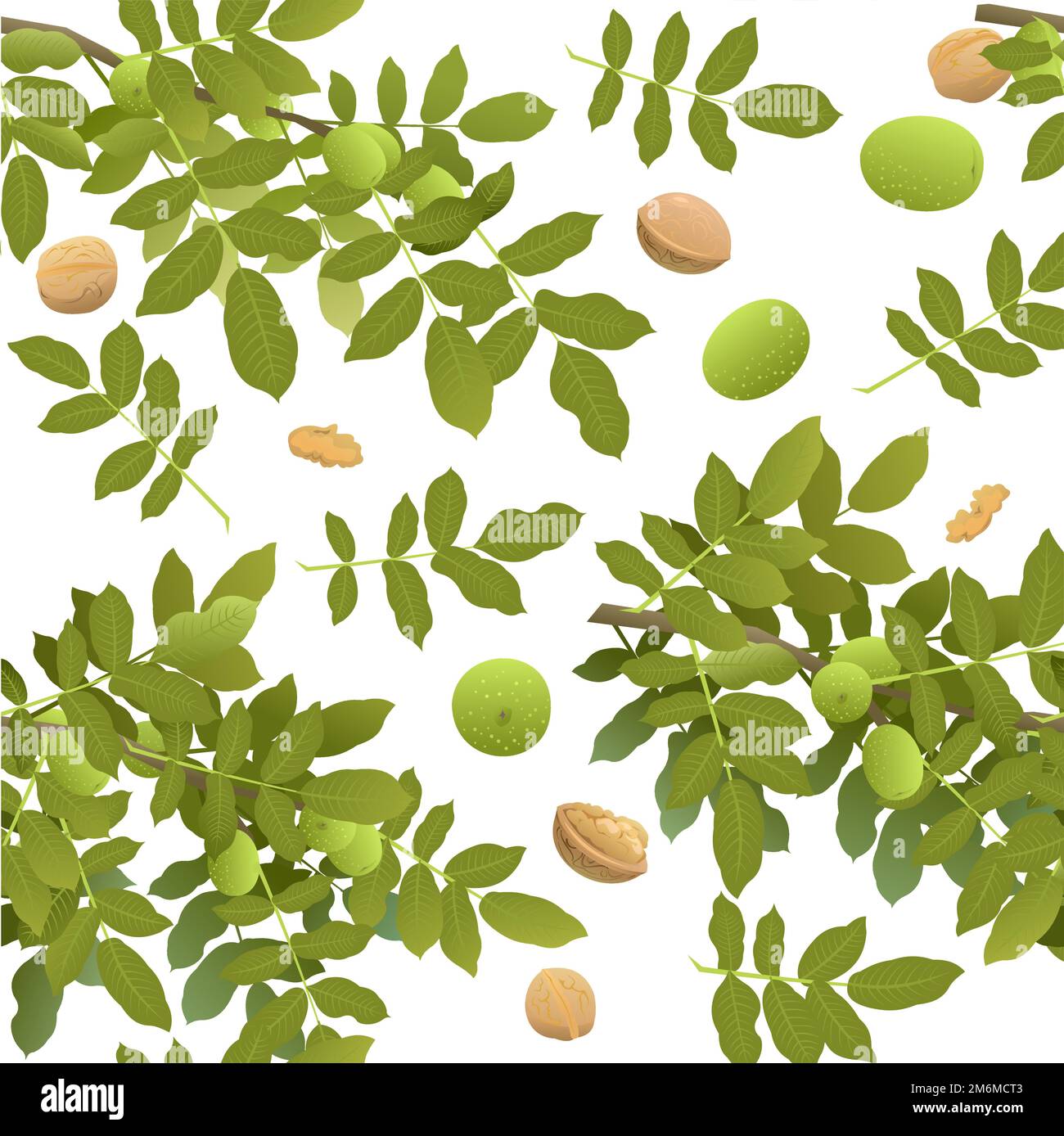 Branches de noyer surcultivé avec des fruits mûrs. Plante de jardin avec récolte comestible. Composition de motifs sans couture. Branche avec feuillage et feuilles. Isolé Illustration de Vecteur