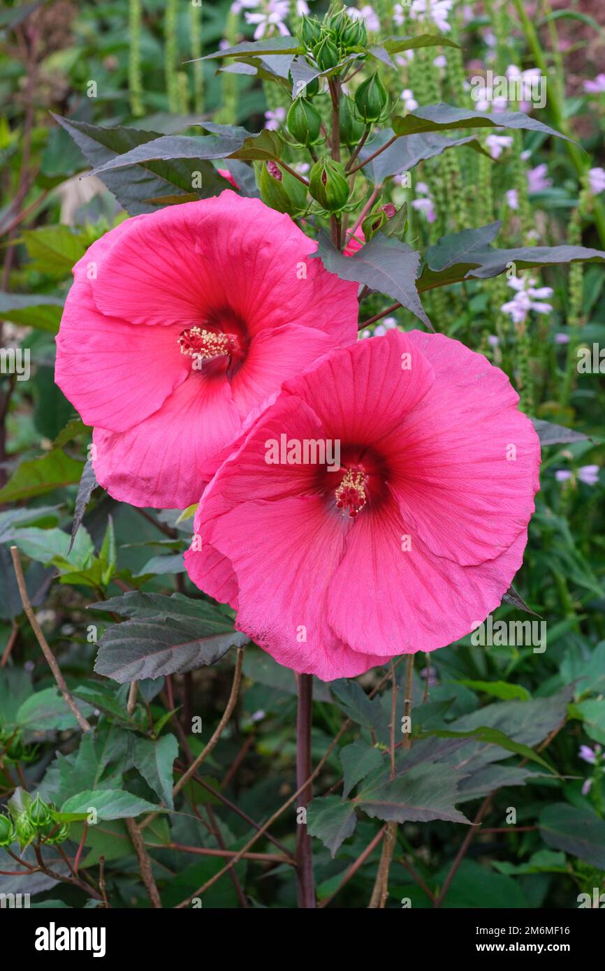Hibiscus moscheutos Planet Griotte Tangri, Swamp Rose Mallow Tangri, fleurs roses vibrantes Banque D'Images
