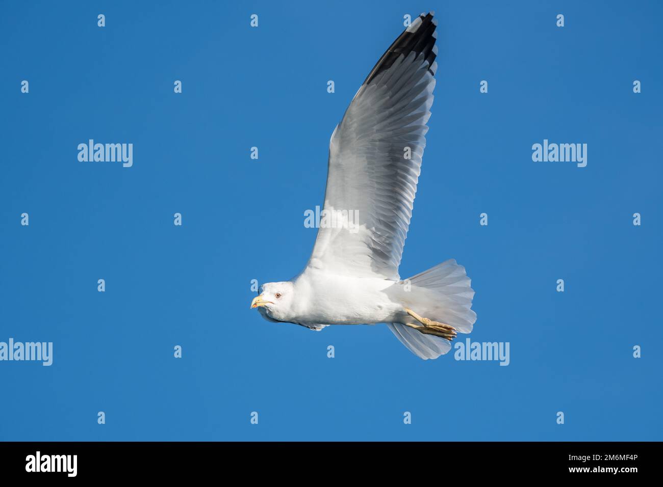 Goéland à pattes jaunes, Larus michahellis, volant près de la côte de Tarragone, Catalogne, Espagne Banque D'Images