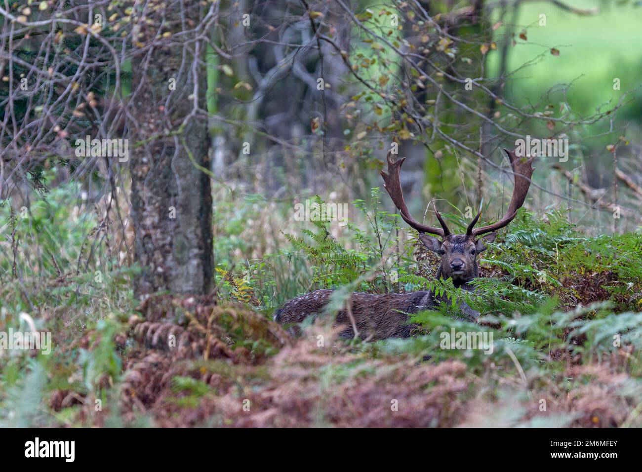 Fallow Deer buck pendant la rut Banque D'Images
