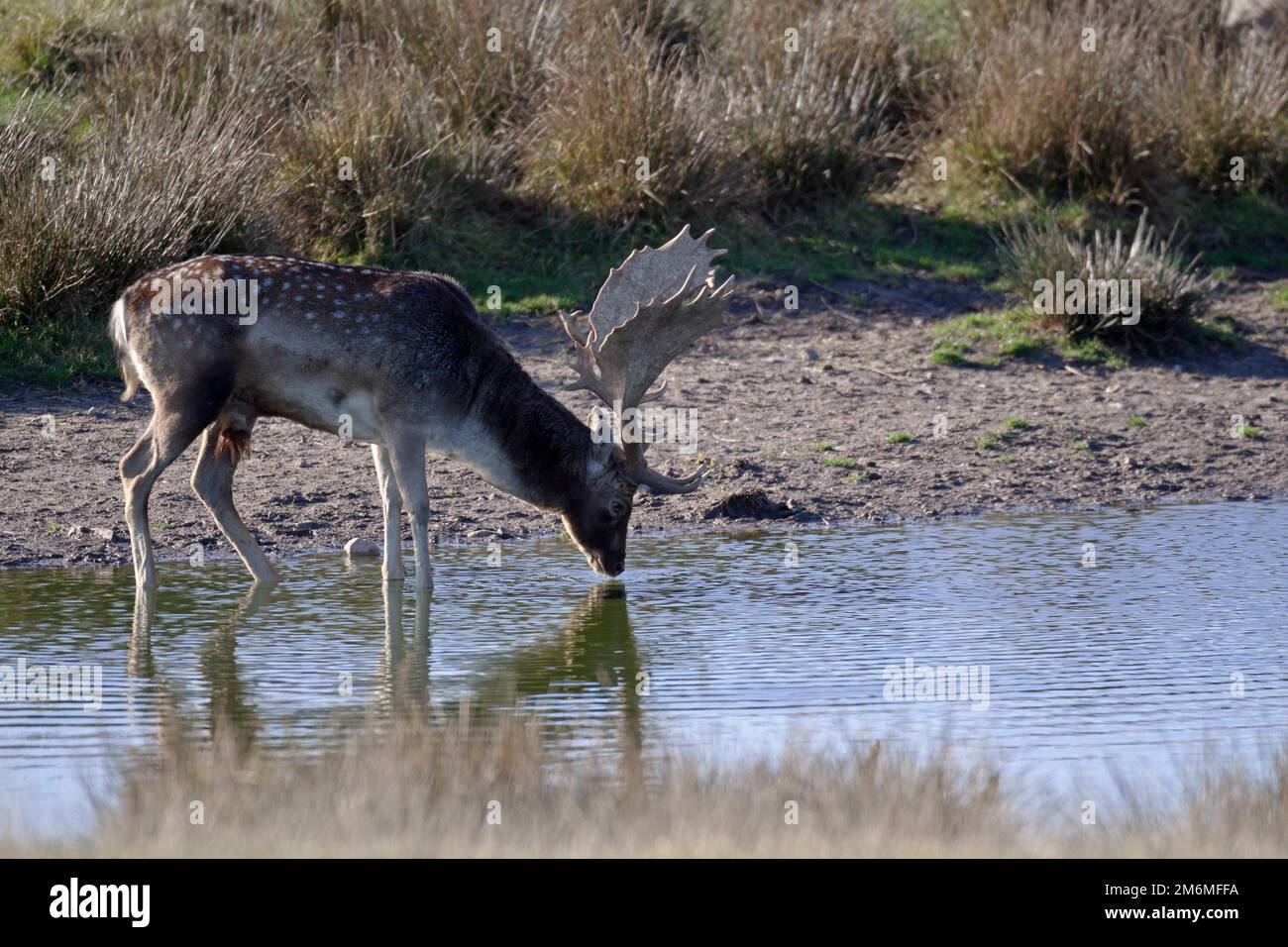 Flow Deer buck boit de l'eau dans un étang / Dama dama Banque D'Images