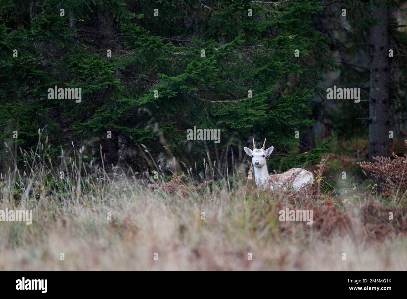 Brochet de cerf en Suède Banque D'Images