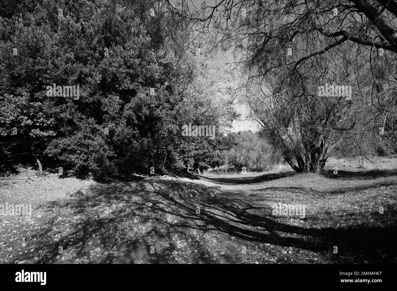Branches claires et ombrées d'arbres en noir et blanc, Sicile, Parc de l'Etna, Italie Banque D'Images