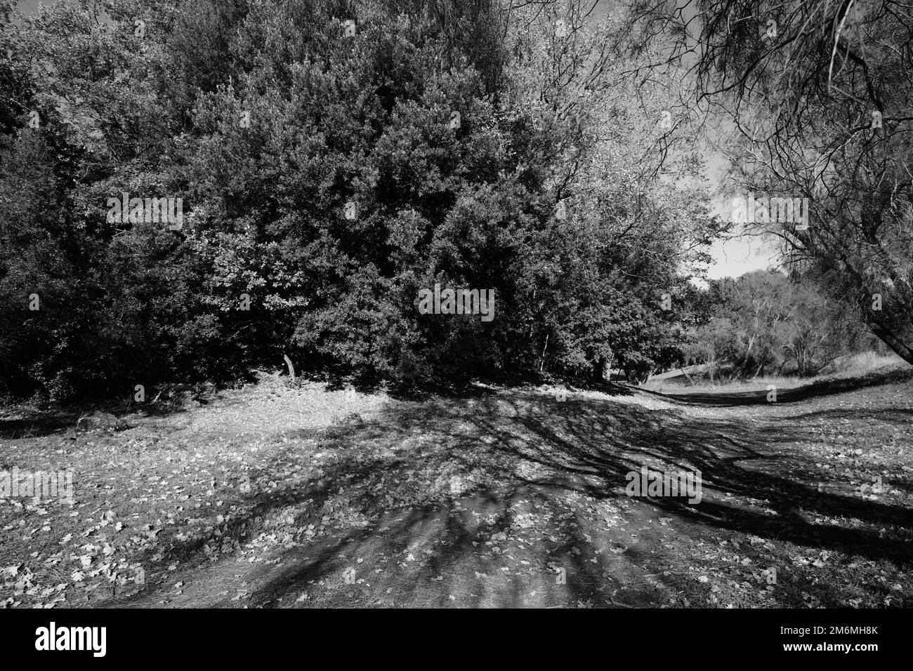 Branches claires et ombrées d'arbres en noir et blanc, Sicile, Parc de l'Etna, Italie Banque D'Images