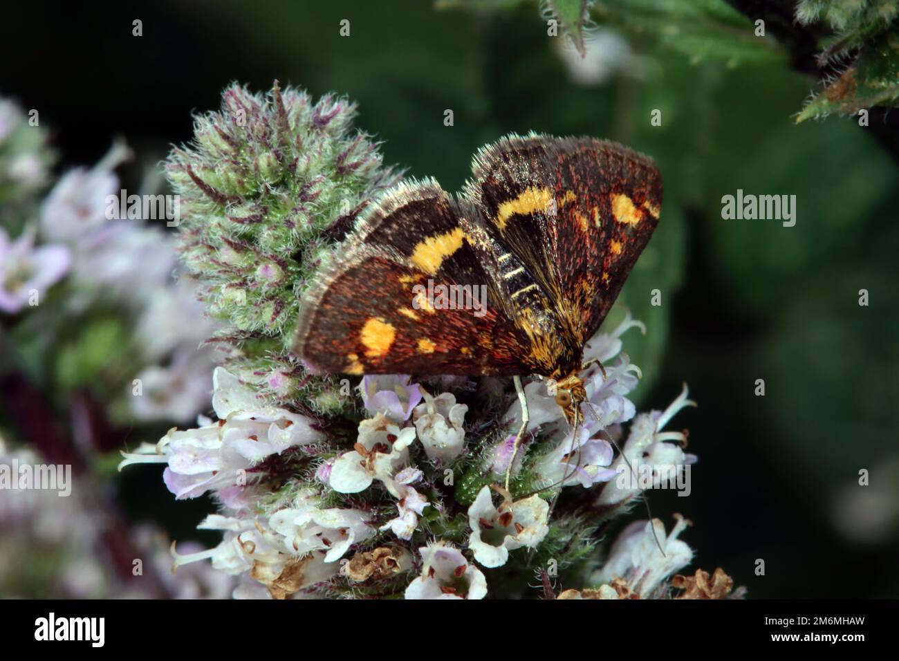 Borer d'or (pyrausta aurata), papillon de menthe sur une menthe (Mentha) Banque D'Images