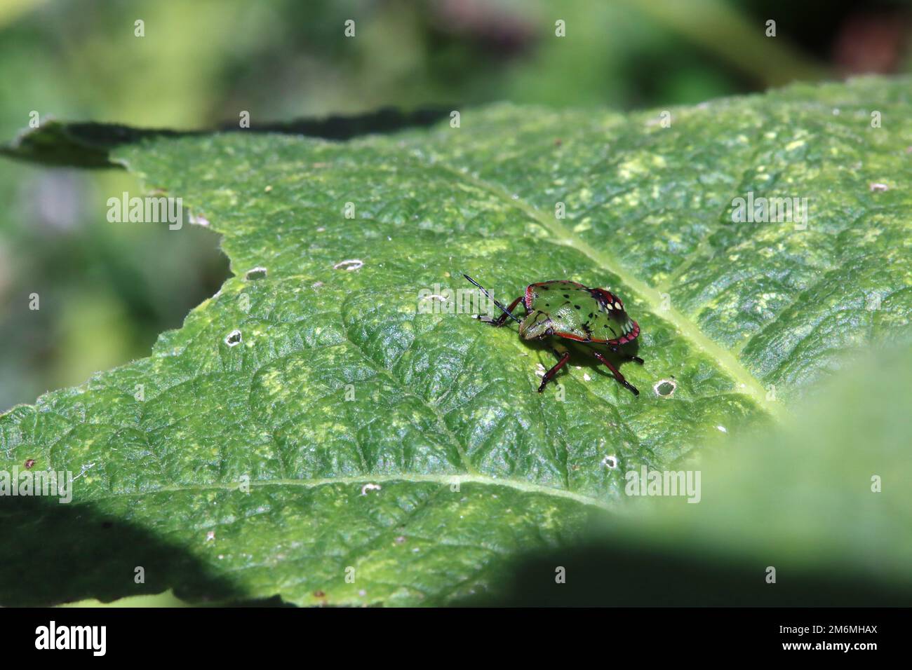 Insecte de riz vert (Nezara viridula), 5th instar nymph. Banque D'Images