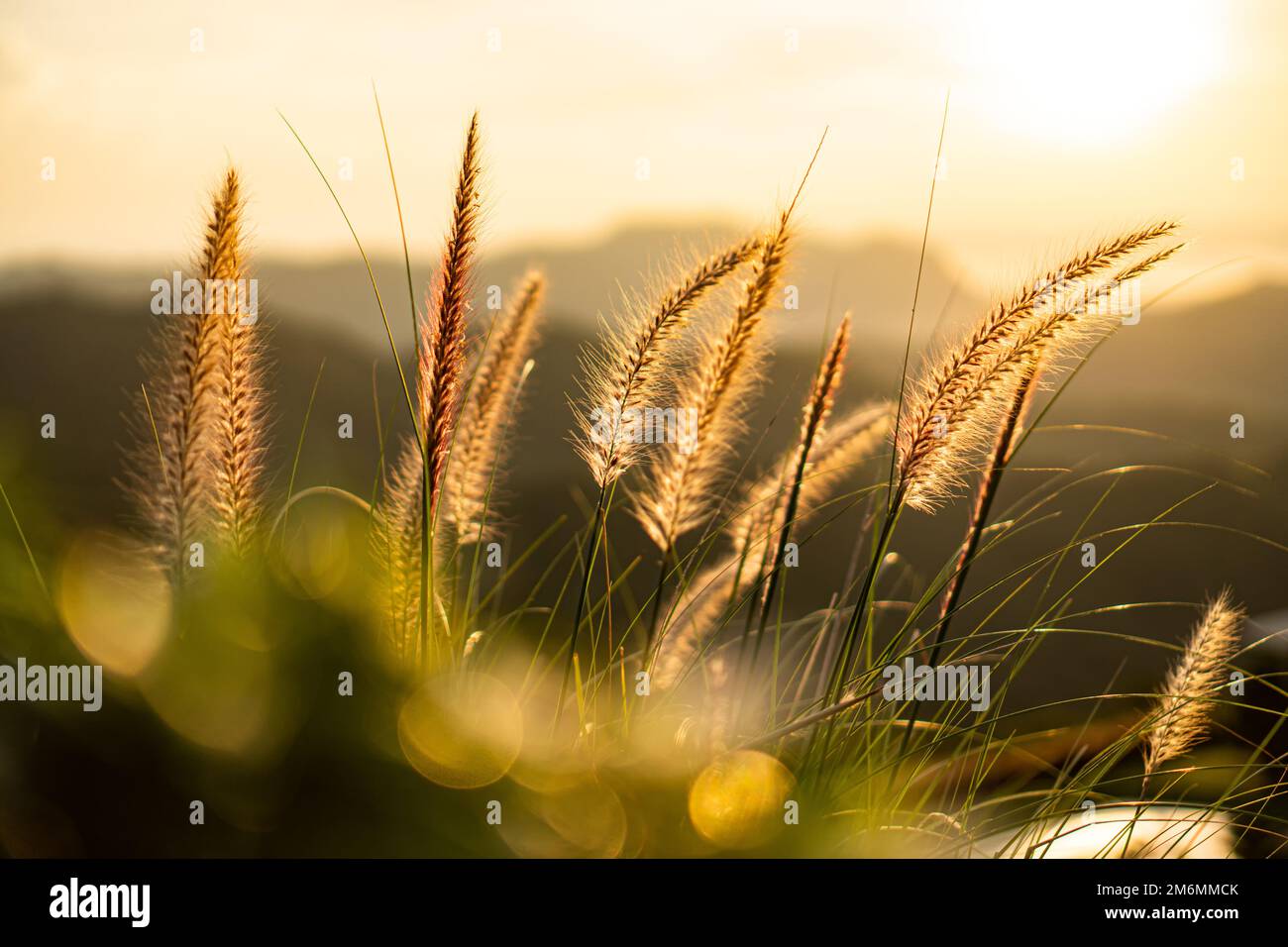 Lumière orange du soleil qui brillent à travers les fibres de l'herbe des fleurs. Le premier plan a un bokeh de feuilles vertes. Banque D'Images