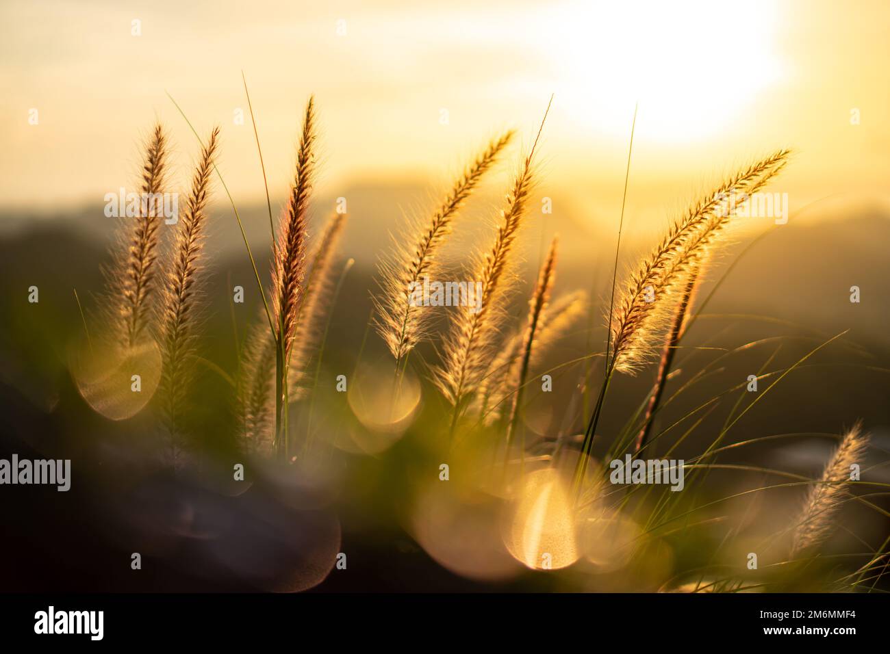 Lumière orange du soleil qui brillent à travers les fibres de l'herbe des fleurs. Le premier plan a un bokeh de feuilles vertes. Banque D'Images