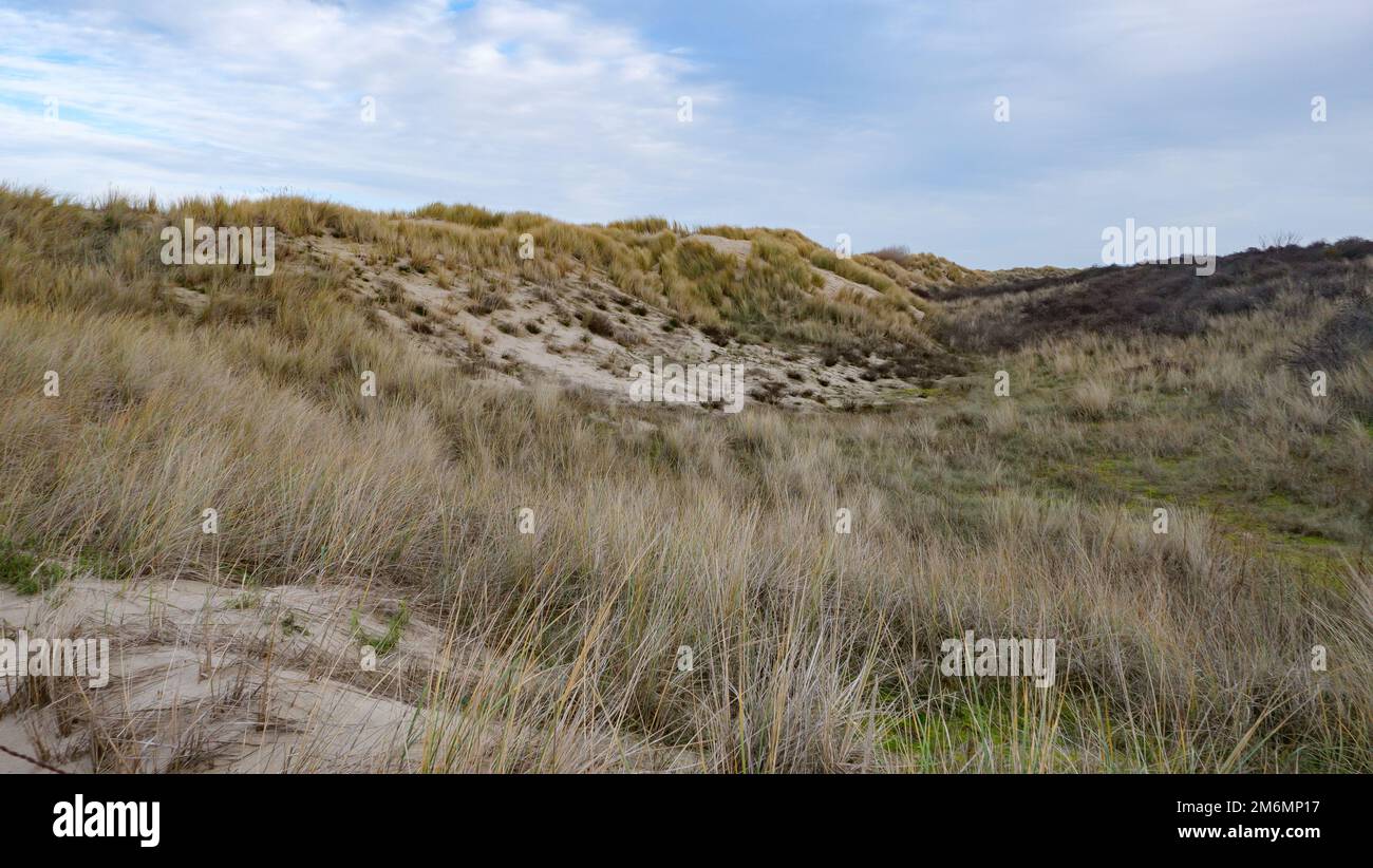 Poncer la dune avec des herbes à oostkapelle, walcheren, pays-bas, en hiver Banque D'Images
