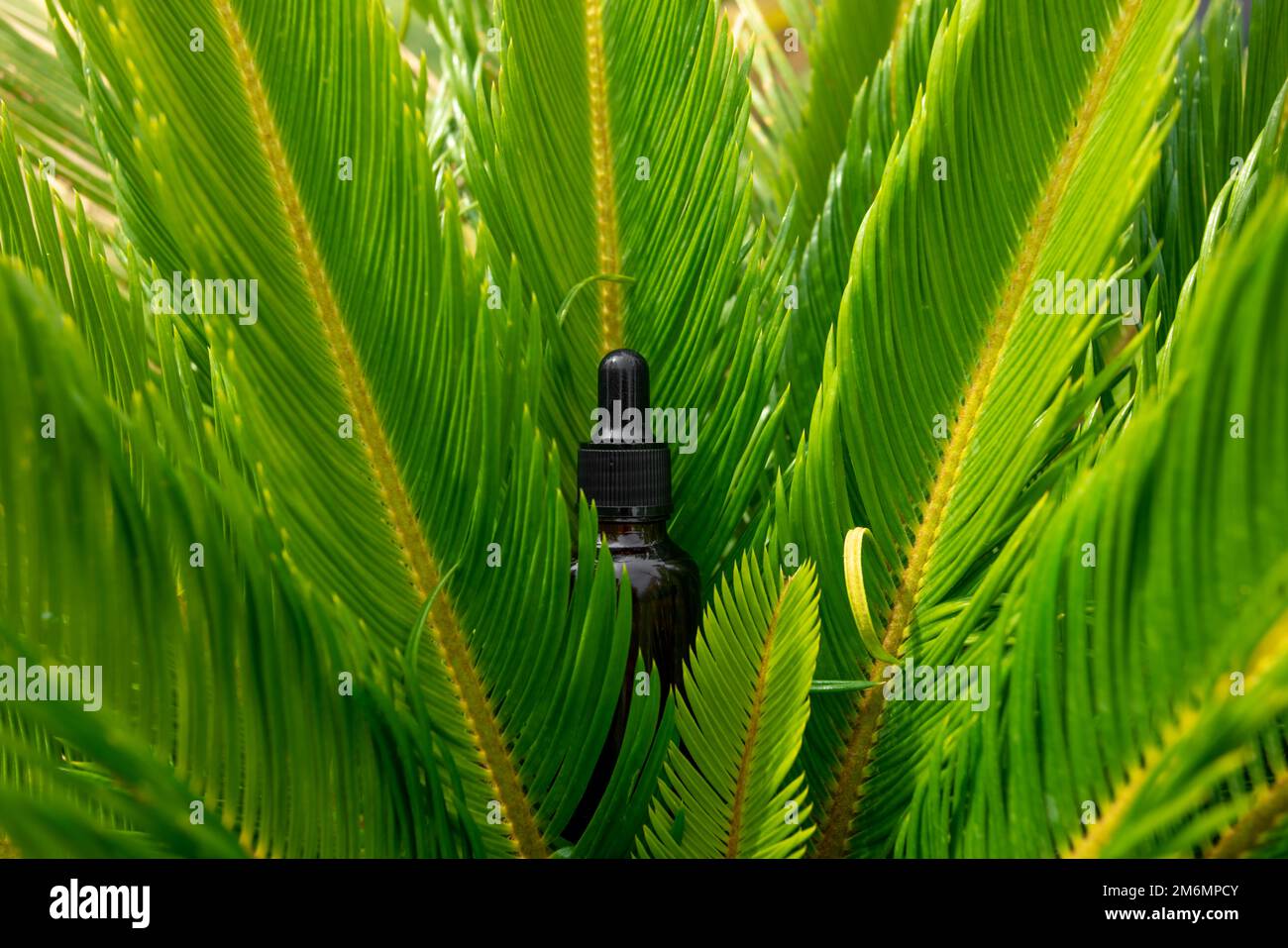 Huile essentielle en bouteille de verre sur plante verte à l'extérieur, grande conception pour n'importe quel usage. Produit de beauté liquide cosmétique. Nature ba Banque D'Images