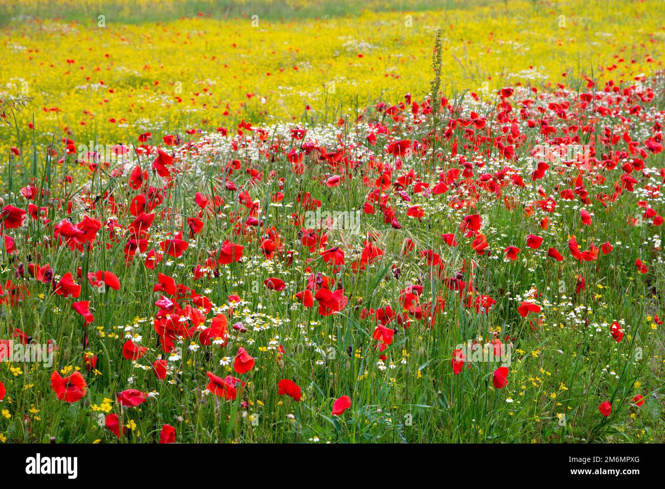 Un champ de fleurs de printemps à Castiglione del Lago Banque D'Images