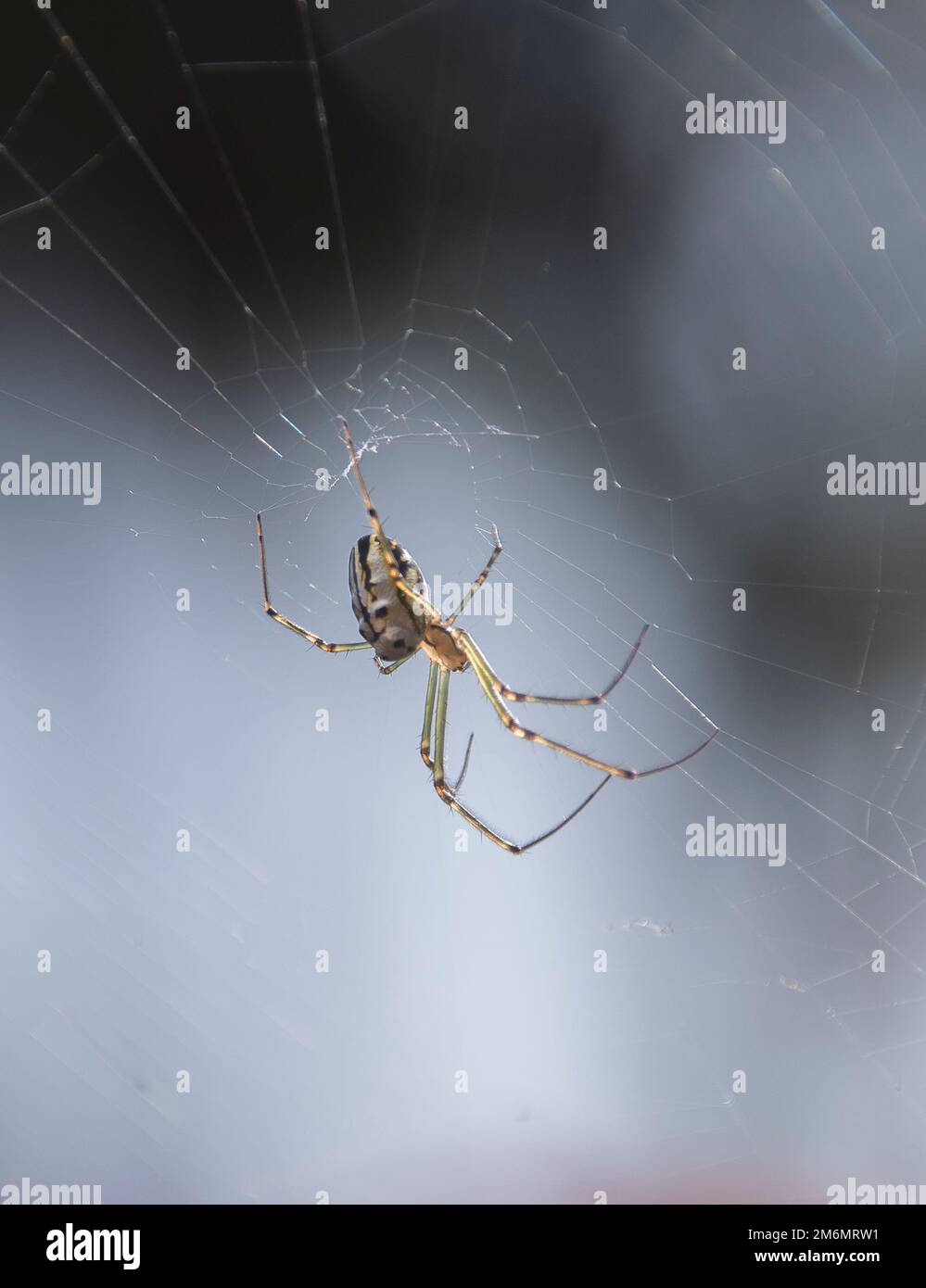 Araignée de Weaver d'Orb d'argent australien (araignée de chameau d'argent), Leucauge granulata, suspendue dans son Web dans un jardin du Queensland. Longues pattes vertes. Banque D'Images