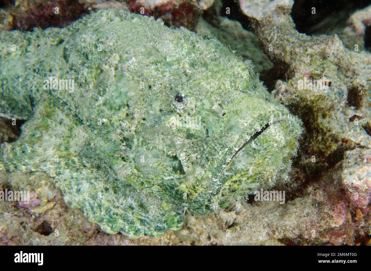 Scorpionfish du diable, Scorpaenopsis diabolus, camouflé par des rochers, site de plongée post 1, île de Menjangan, Buleeng, Bali, Indonésie Banque D'Images