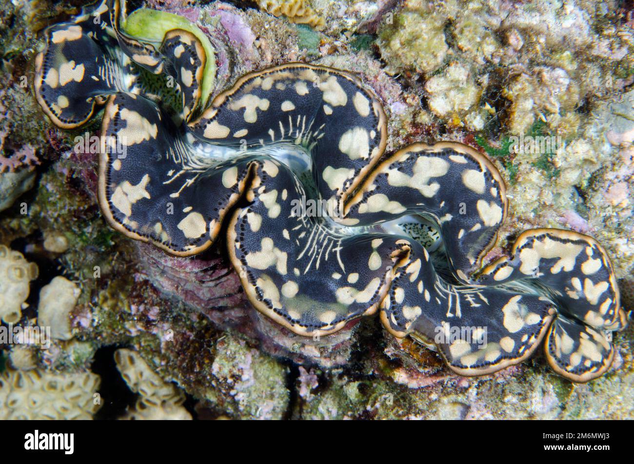 Petit Clam géant, Tridacna maxima, NusaBay Menjangan Hotel House Reef, West Bali National Park, près de l'île de Menjangan, Bulleng, Bali, Indonésie Banque D'Images