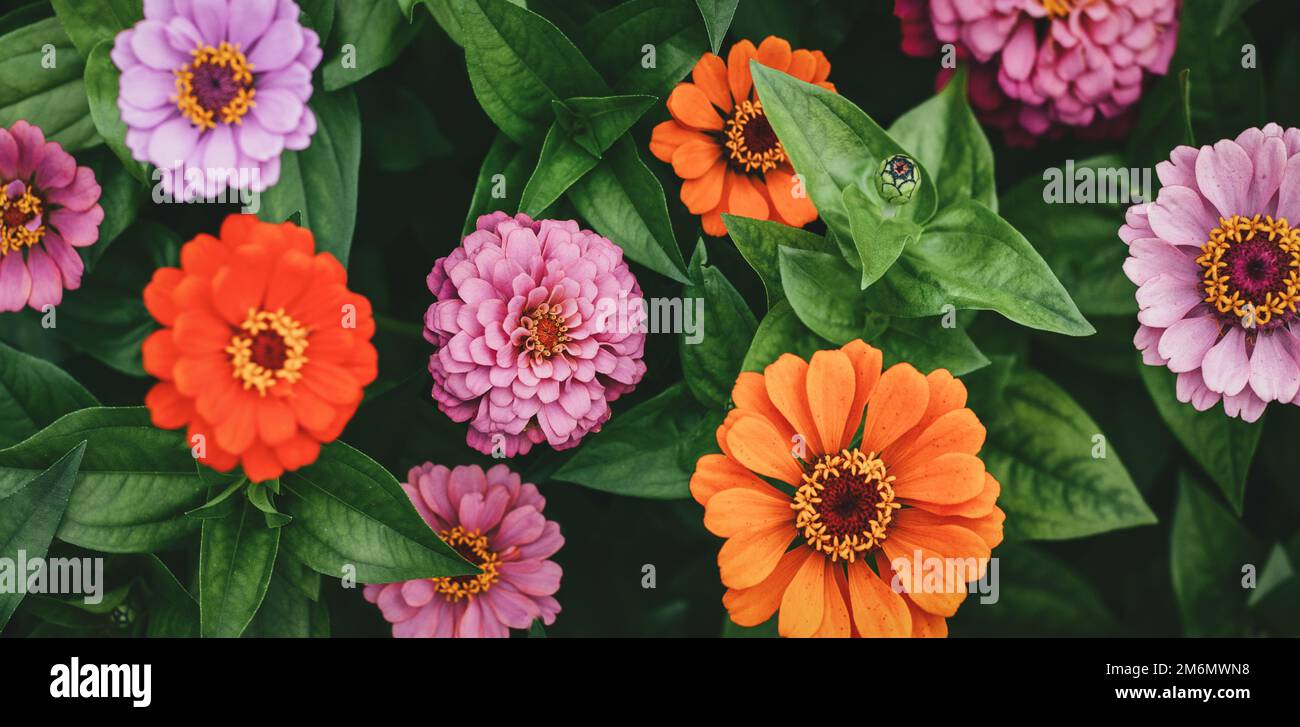 Zinnia fleurs roses et orange, fleurs de jardin arrière-plan moody, Zinnia elegans vue de dessus Banque D'Images