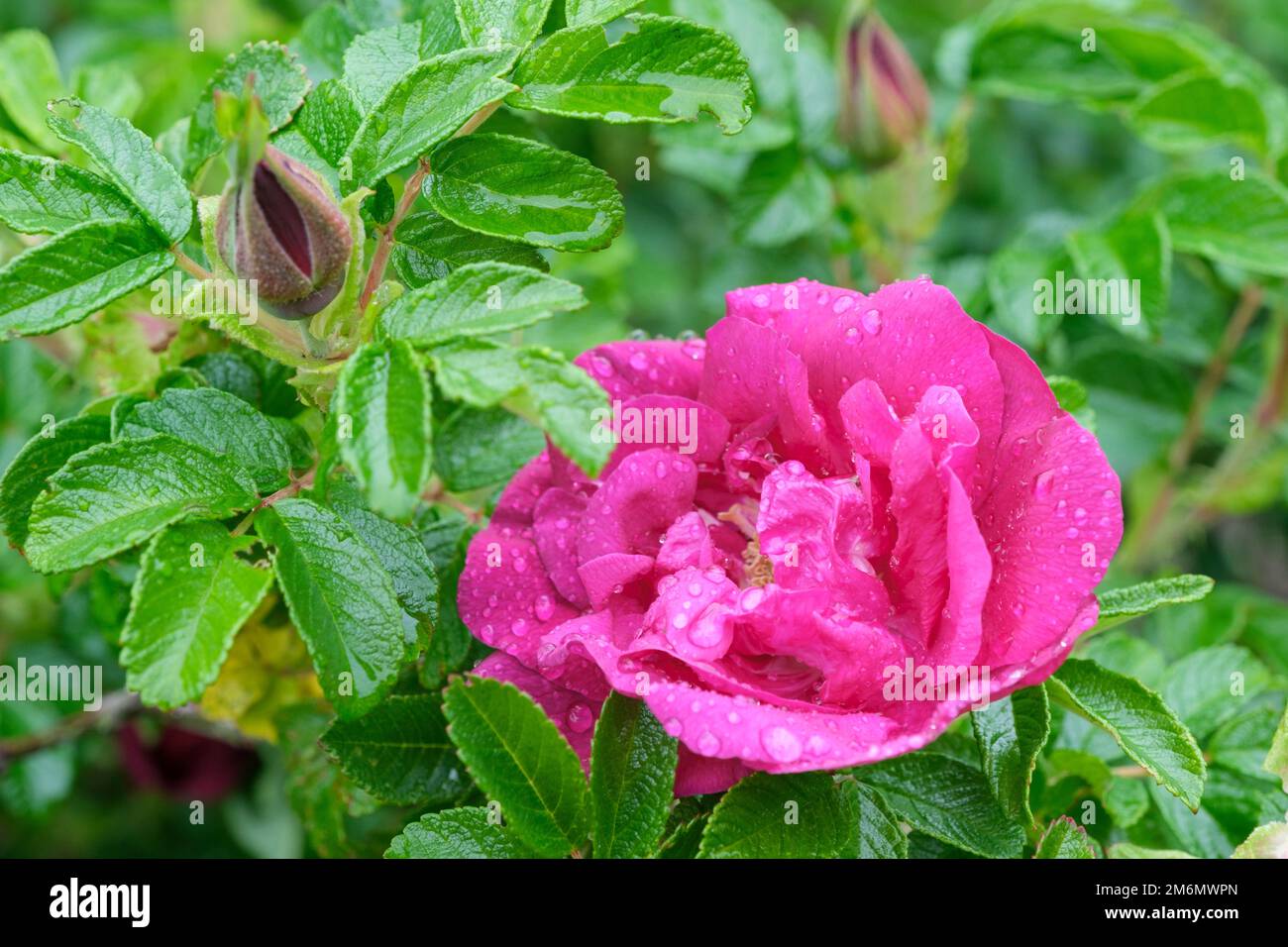 Rosa 'Hansa' (Ru), sucette de rose 'Hansa', rose décidue grande, odorante, fleurs doubles, coloré un violet-rose profond, porté en été et en automne Banque D'Images