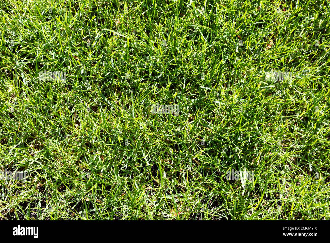 La texture de l'herbe verte Banque D'Images