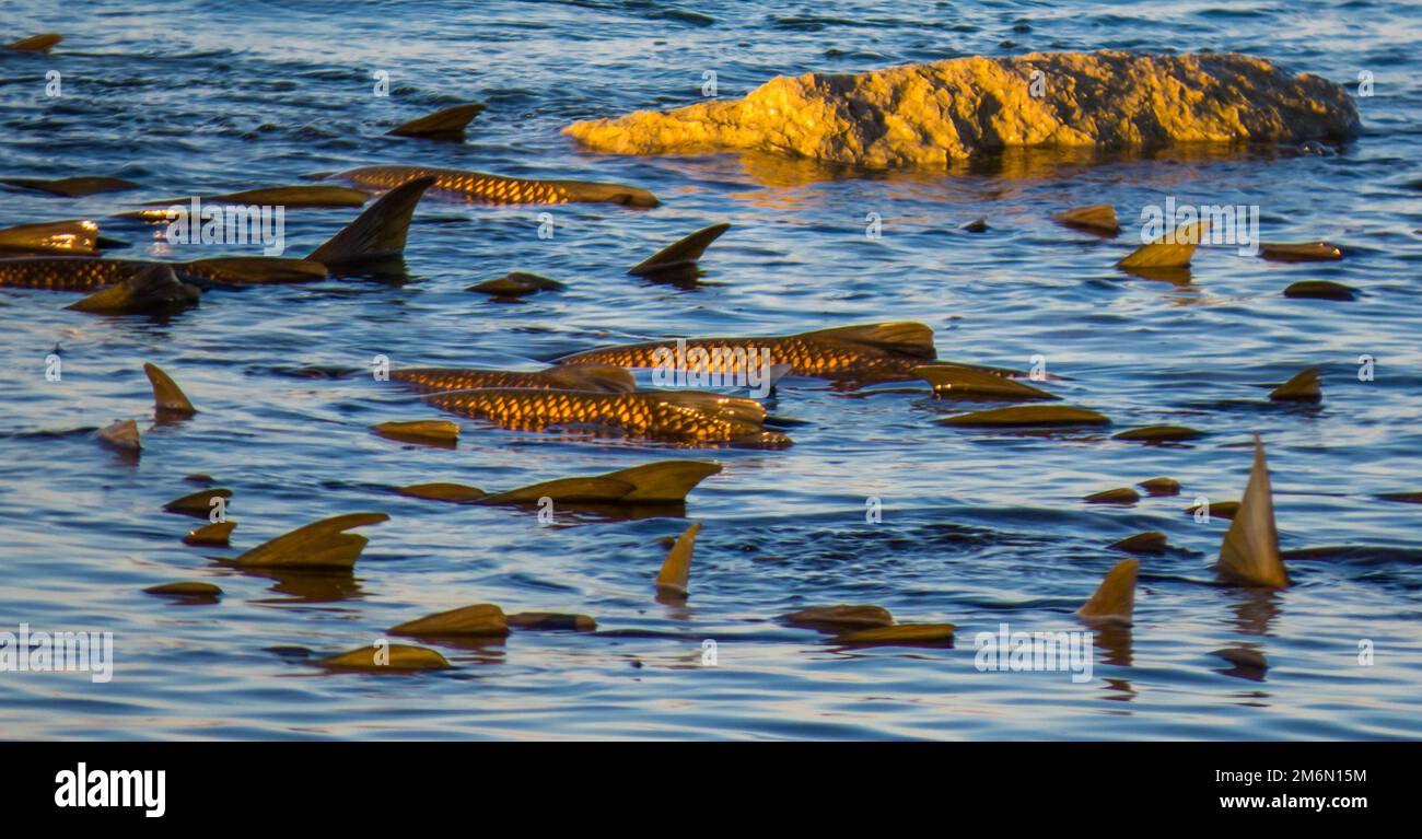 Colores dorados en estos paces de un embalse al atardecer Banque D'Images