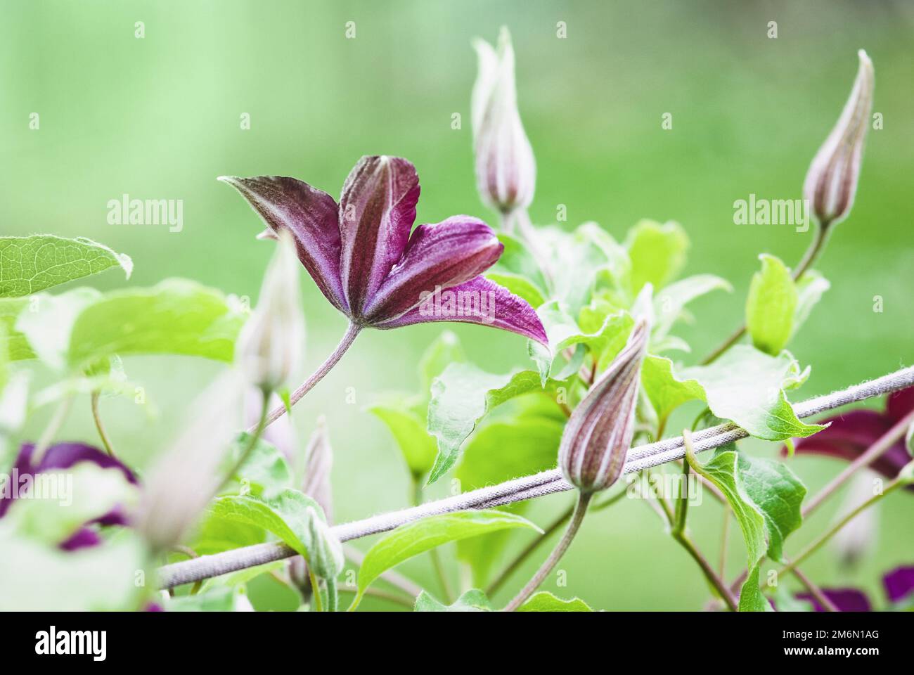 Plante à fleurs de Clematis illuminant avec support de printemps dans le jardin Banque D'Images
