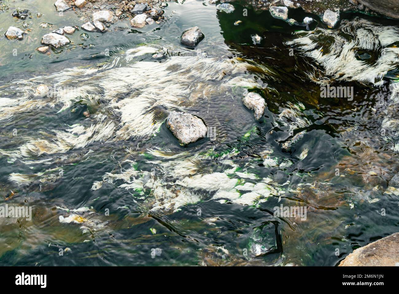 Vue à grand angle de la plante d'algues blanches ou nom scientifique est Chloroflexus aurantiacus fluttering dans le cours d'eau de source chaude. Cette photo était tak Banque D'Images