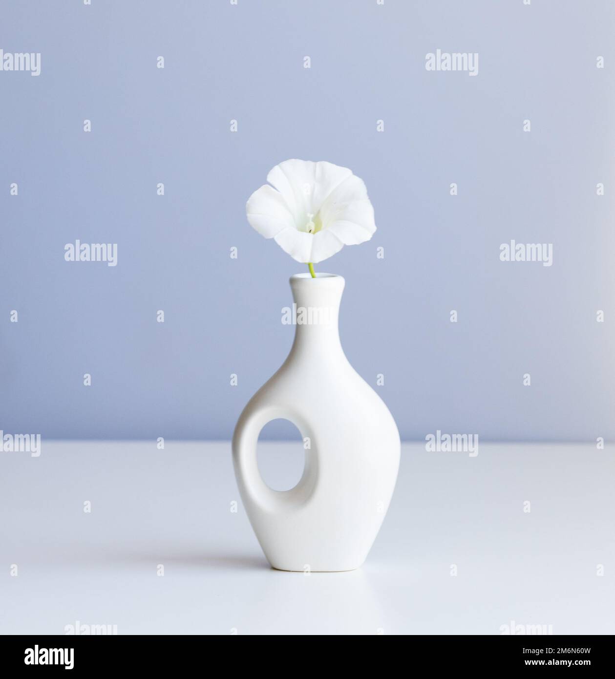 Vase blanc et fleur blanche sur fond bleu clair abstrait Banque D'Images