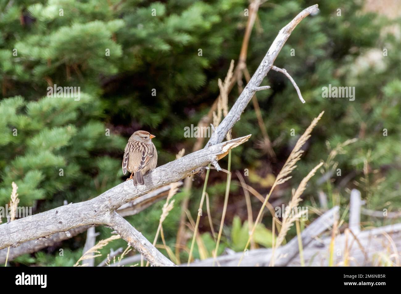 Bruant immature à couronne blanche, Zonotrichia leucophyrys, reposant sur une branche morte Banque D'Images