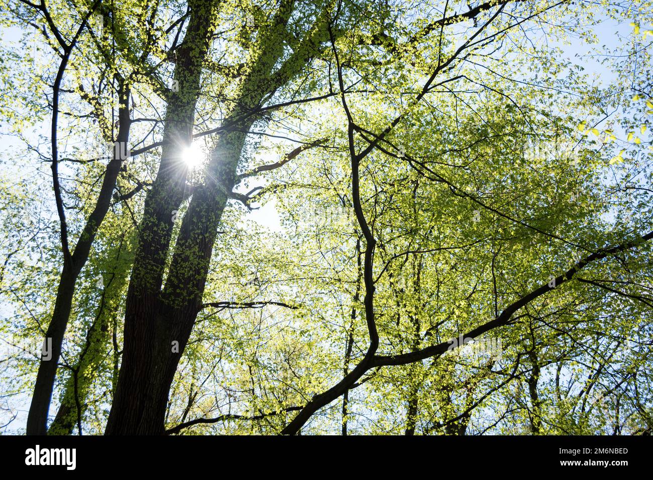 Le soleil qui brillait à travers un majestueux chêne vert sur une prairie, avec un ciel bleu clair à l'arrière-plan, le format panoramique Banque D'Images