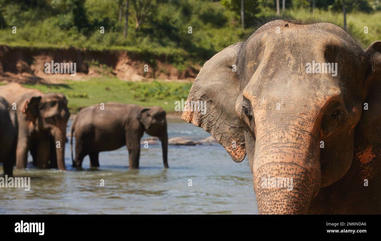 Troupeau d'éléphants marchant dans la rivière. Belle nature au Sri Lanka. Banque D'Images