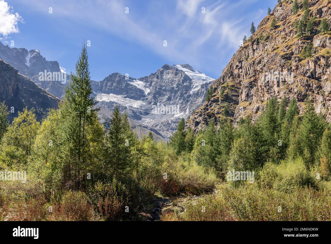 Forêt de pins Evergreen dans le parc national de Gran Paradiso entouré de rochers de granit alpin et de pics encore couverts de glacier en arrière-plan Banque D'Images