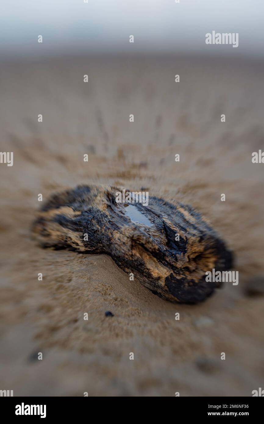 prise à l'aide d'un compositeur de jeunes verres, une bûche de bois flottée sur une plage de sable dans le nord du yorkshire, au royaume-uni Banque D'Images