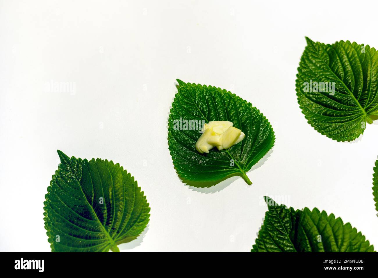 Tranches d'ail sur les feuilles de sésame fraîches, feuilles de péilla disposées Banque D'Images