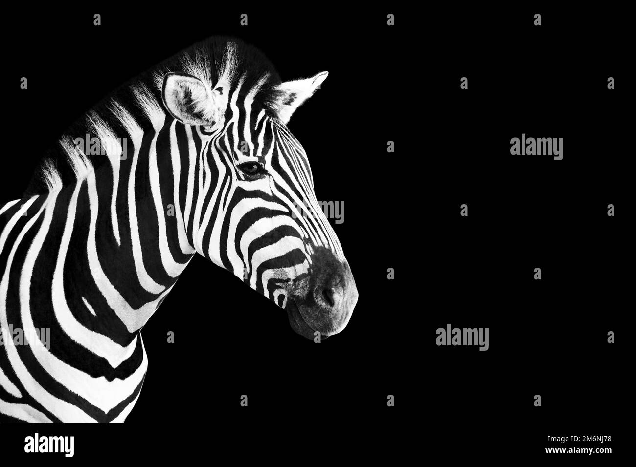 Tête de la photo Zebra en noir et blanc sur fond noir. Banque D'Images
