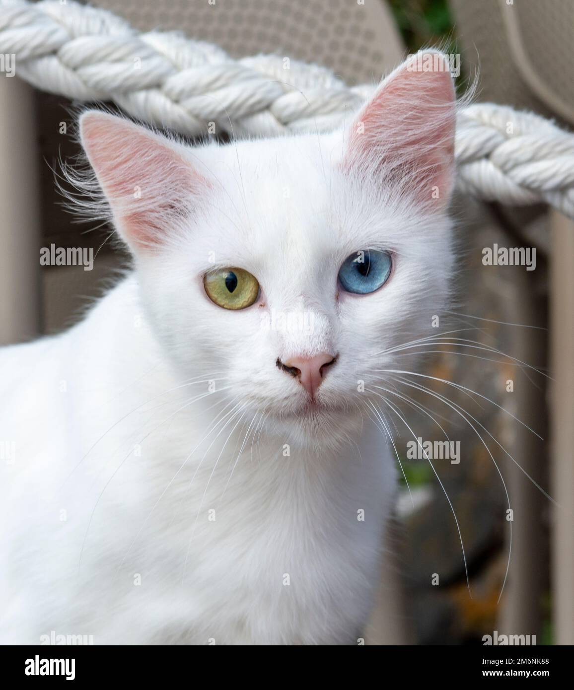 Chat blanc pur avec des yeux verts et bleus. Yeux de deux couleurs différentes. Hétérochromie. Banque D'Images