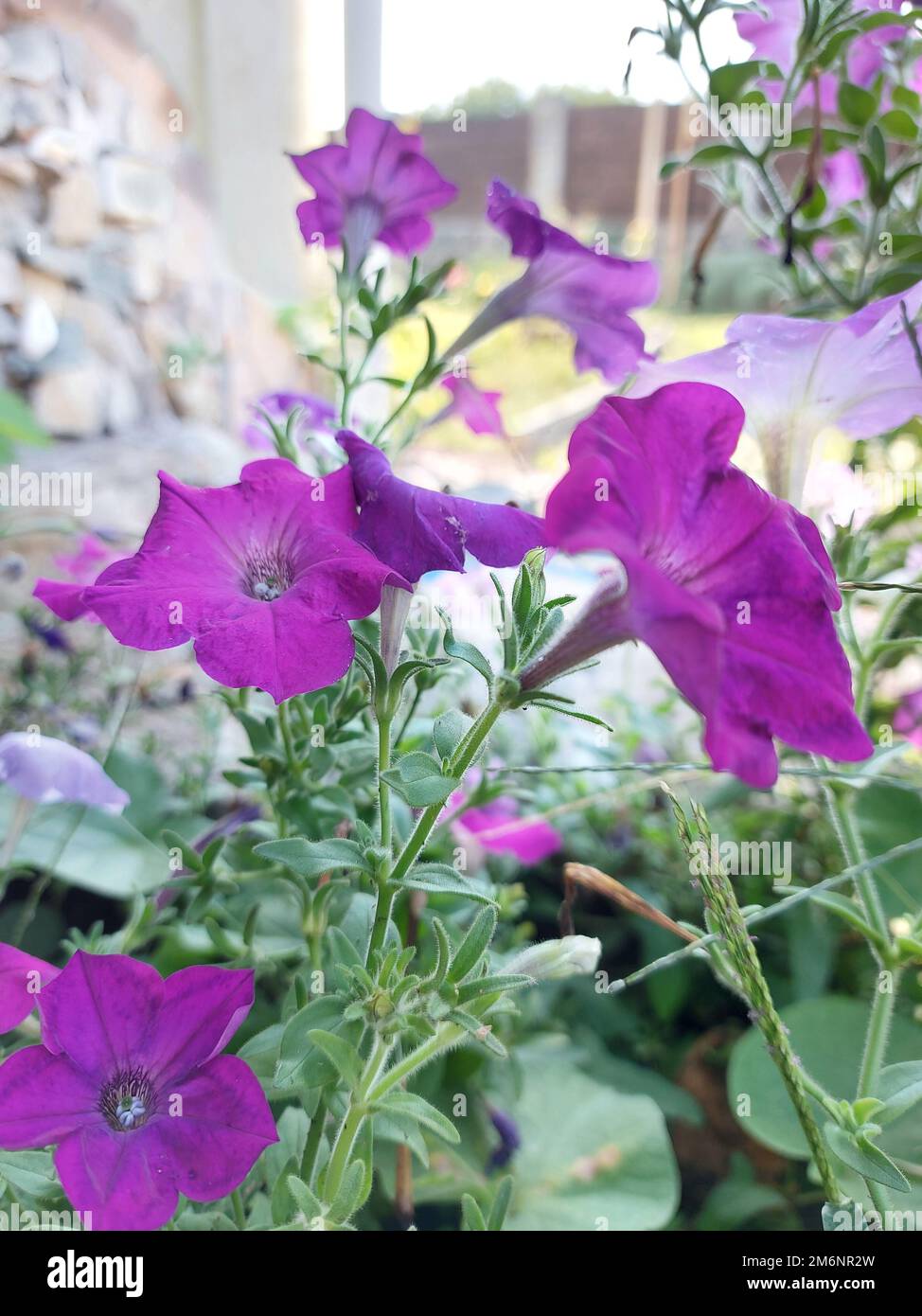Fleurs pétunia colorées en gros plan. Pétunia plante avec des fleurs rouges. Gros plan fleurs pétunia. Fleurs pétunia rouges dans le jardin. Photo de haute qualité Banque D'Images
