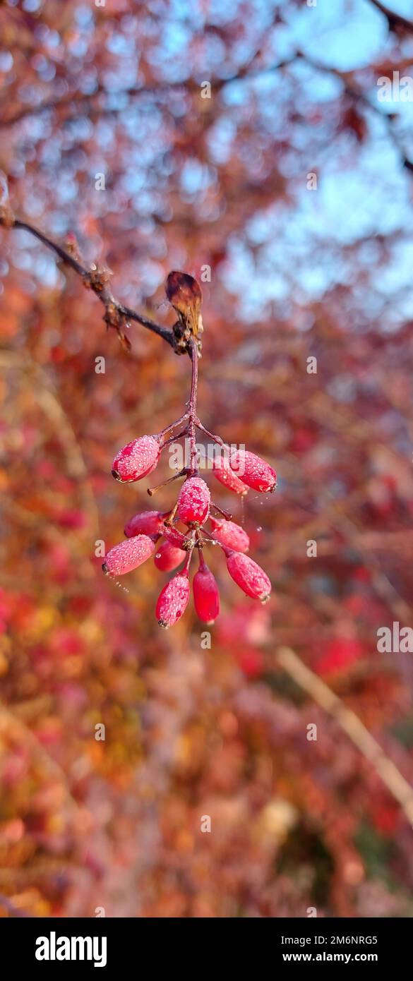 La branche de la berge (Berberis vulgaris) baies fraîches mûres fond vert naturel Berberis thunbergii (Latino Berberis Coronita) baies fruits buisson coloré floral automne saison peu profonde . Photo de haute qualité Banque D'Images