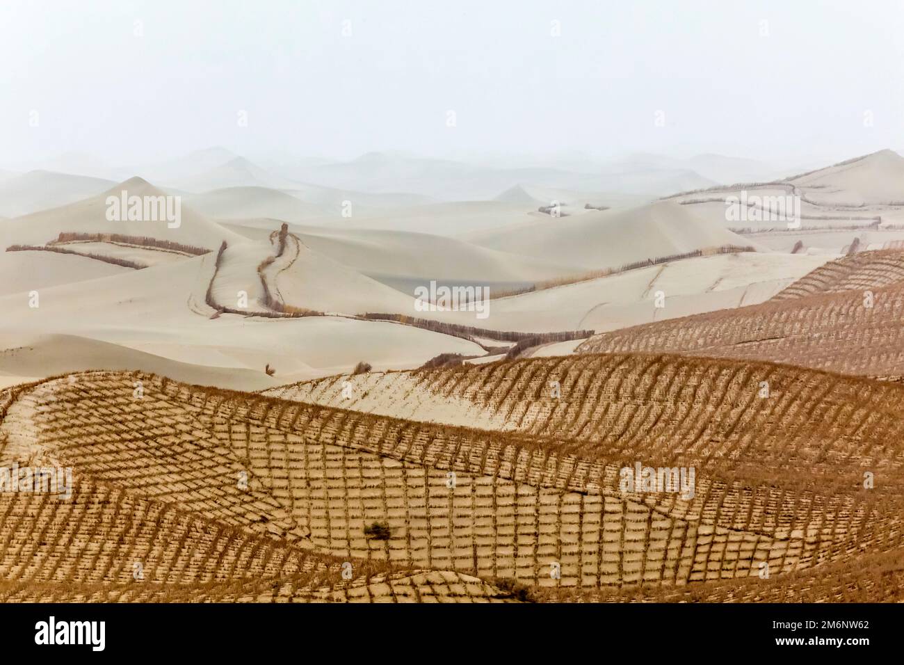 De la paille plantée pour empêcher les sables mouvants du désert de Taklamakan de se déplacer sur les routes et les zones résidentielles. Bassin de Tarim. Région autonome du Xinjiang (Sinkiang) Banque D'Images