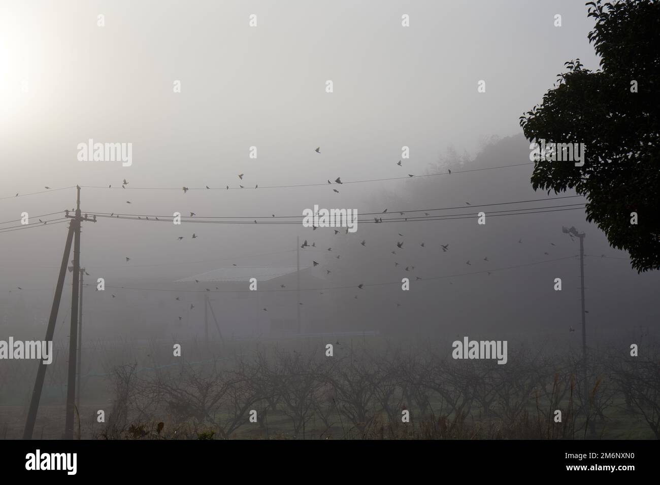 Oiseaux en fils dans la lumière du matin, hiver; Izumo, Préfecture de Shimane, Japon Banque D'Images
