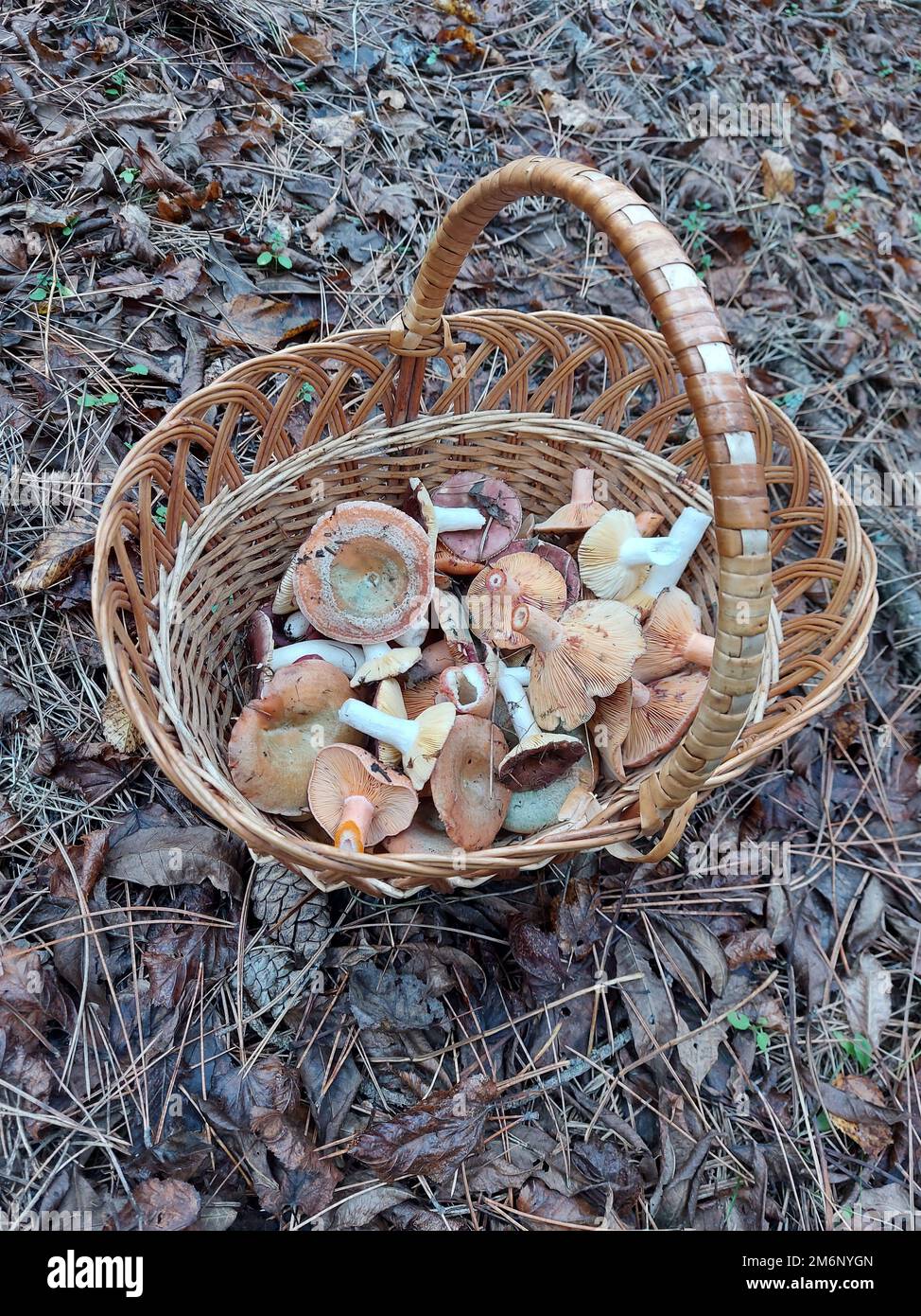 Champignons dans un panier. Cueillette des champignons en automne. Lactarius deliciosus. Photo de haute qualité Banque D'Images