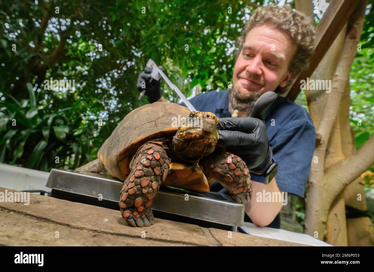 Hanovre, Allemagne. 05th janvier 2023. Sascha Thiel, gardienne d'animaux, mesure et pèse une tortue charley lors de l'inventaire annuel de Sea Life Hannover. Comme dans de nombreux zoos et parcs animaliers, les animaux des aquariums et terrariums de Sea Life dans la zone de la forêt tropicale doivent être comptés régulièrement. Credit: Julian Stratenschulte/dpa/Alay Live News Banque D'Images