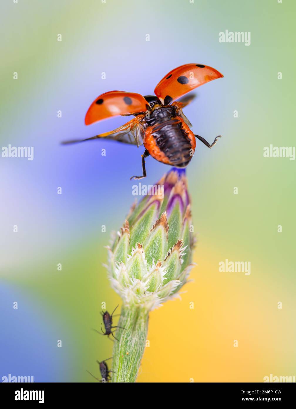 Coccinelle volante, coccinelle volante, coccinelle volante à sept points, fliegender Marienkäfer, abfliegender Käfer Banque D'Images